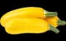 courgette jaune