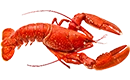 homard