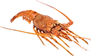 langouste