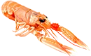 langoustine