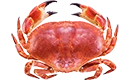 miettes de crabe