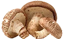 shiitake