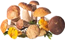 champignon