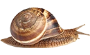 escargot