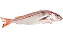 haddock