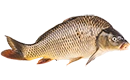 filet de poisson