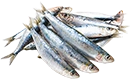 sardine