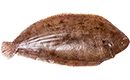 filet de sole