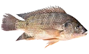 filet de tilapia