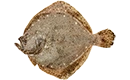 turbot