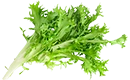 frisée